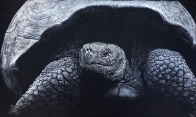 Galapagos tortoise, scratchboard