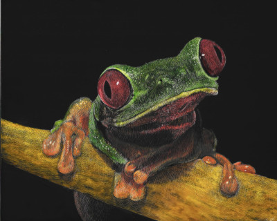 green tree frog, scratchboard, portrait, kendall king