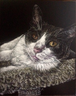 cat, animal scratchboard, pet portrait, kendall king