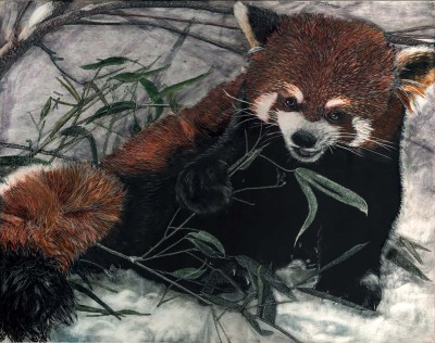 red panda, scratchboard, kendall king, animal