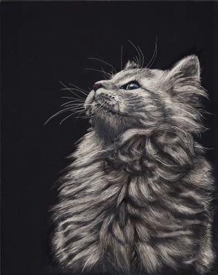 animal scratchboard, pet portrait, kendall king, cat