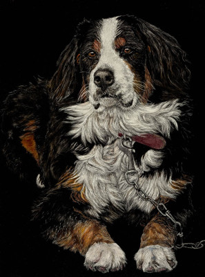 scratchboard, pets, kendall king, dog, bernese mountain dog, pet portrait