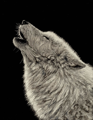 kendall king, scratchboard, wolf, arctic wolf,