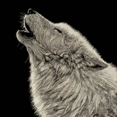 kendall king, scratchboard, wolf, arctic wolf,