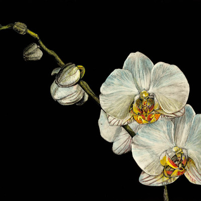 kendall king, scratchboard, portrait, other, flower, orchid,