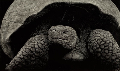 galapagos tortoise, scratchboard, kendall king