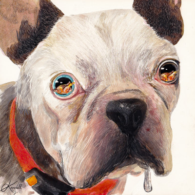 pet portrait, boston terrier, dog portrait, funny dog portrait, scratchboard, animal art