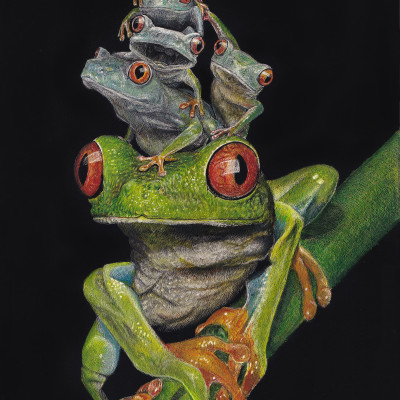 red eyed tree frog, tree frog, scratchboard, herpetology, wildlife art, portraits,