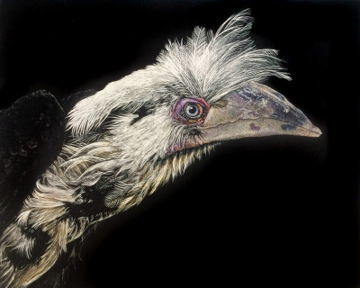 white crowned hornbill, bird watching, wildlife, wildlife artwork, portrait artwork, thailand, wildlife friends rescue,