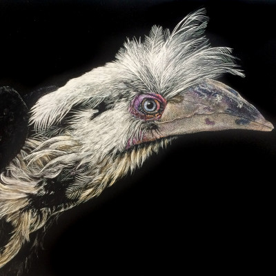 white crowned hornbill, bird watching, wildlife, wildlife artwork, portrait artwork, thailand, wildlife friends rescue,