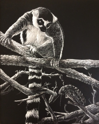 madagascar, lemur, white tailed lemur, black and white, cockroach