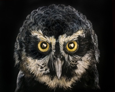 kendall king, scratchboard, animal, snowy owl, bird, Spectacled Owl