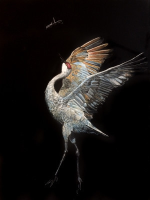 sandhill crane, mating dance, scratchboard, sandhill crane art, migration art, bird portrait, scratchart, kendall king