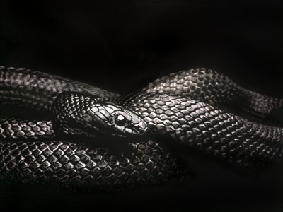 scratchboard, scratchart, ampersand art, ampersand ink, king snake, mexican king snake, black and white, reptile, reptiles, pet portraits, snek,